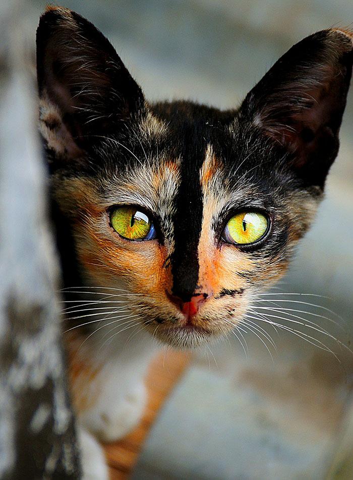 世界上最好看的猫（全球最美的18只猫咪）