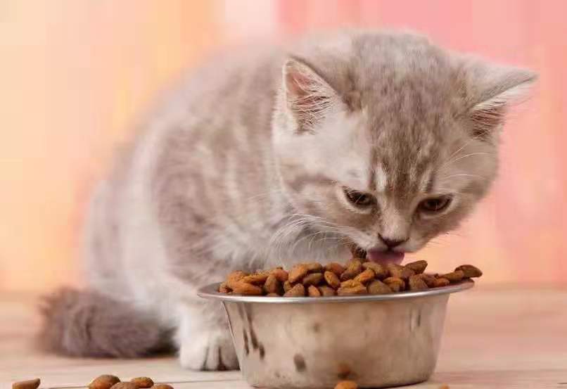 猫咪缺钙的症状有哪些（猫咪身体需要补钙的7个表现）