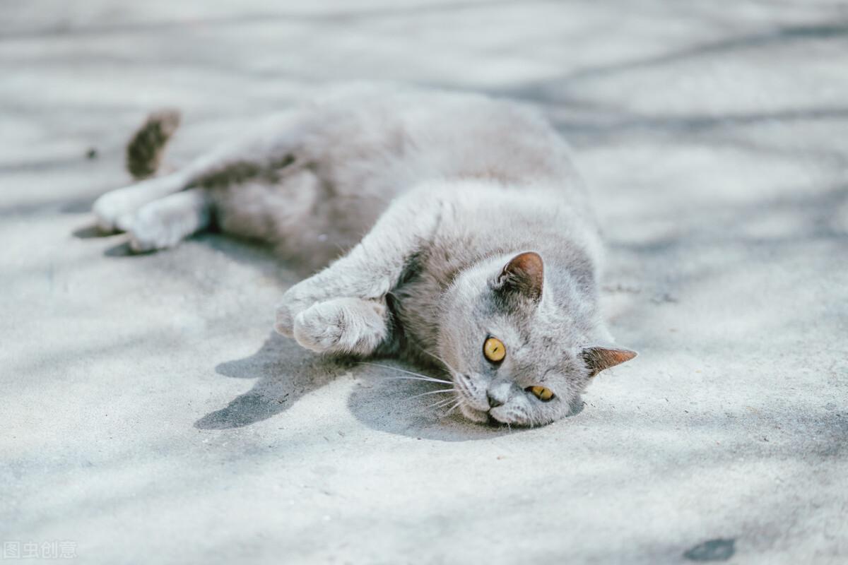 英短蓝猫能活多少年的寿命(英短蓝猫平均寿命长度)