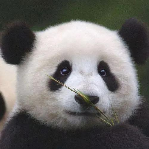熊猫的外貌描写（简单介绍熊猫的特点和生活特征）