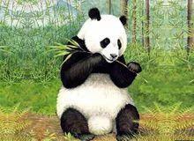 熊猫的外貌描写（简单介绍熊猫的特点和生活特征）