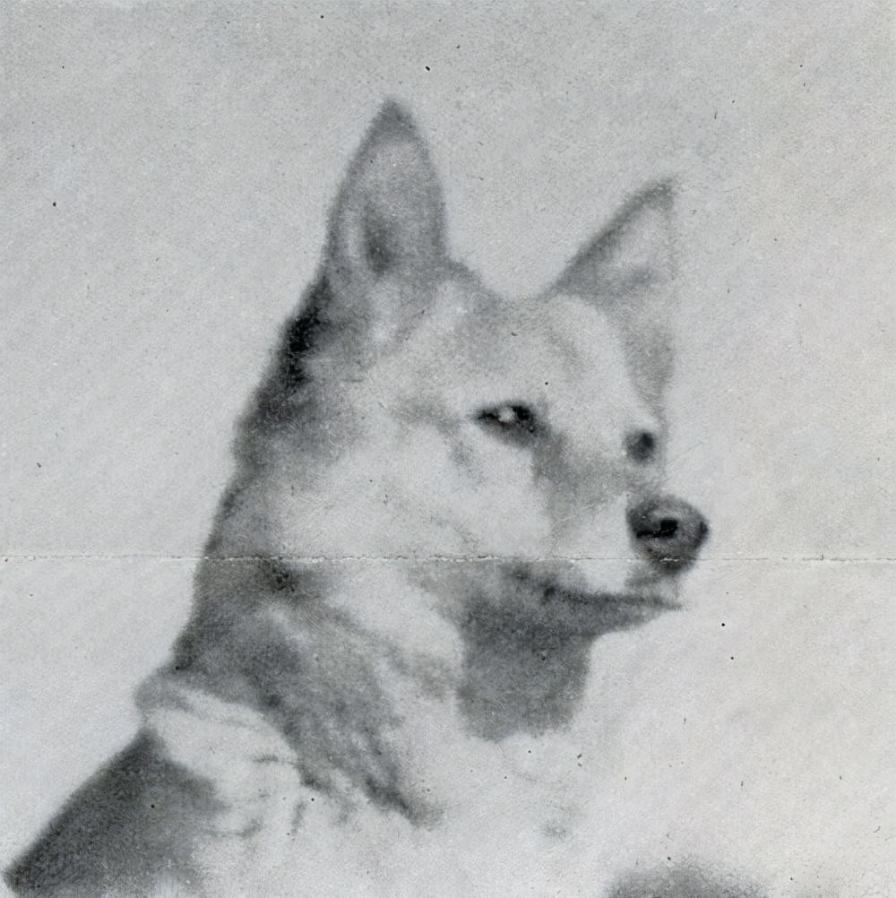芬兰狐狸犬图片（芬兰狐狸犬介绍）