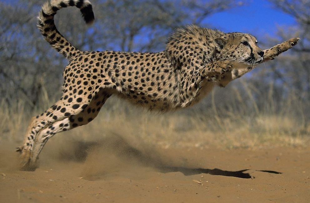 非洲豹的速度有多快（非洲豹体重和速度）