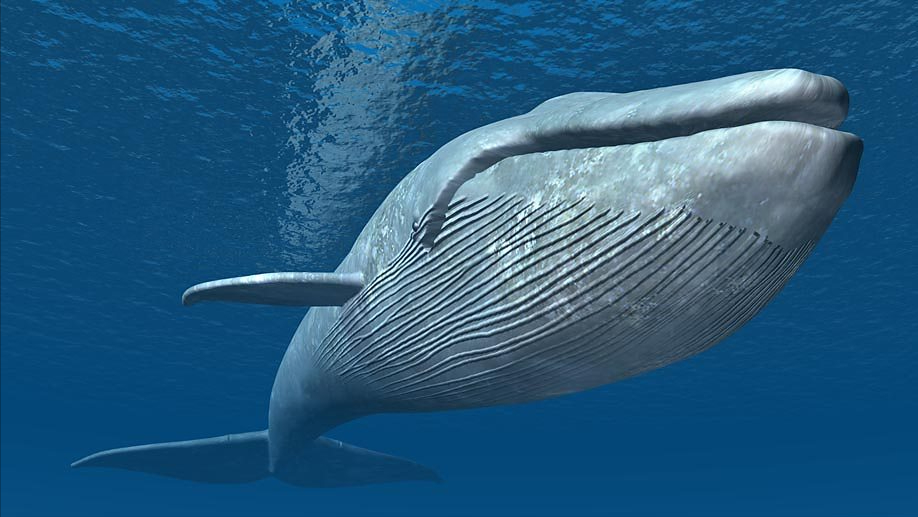 你知道世界上最大的哺乳动物是什么吗（现存体型最大的哺乳动物蓝鲸）
