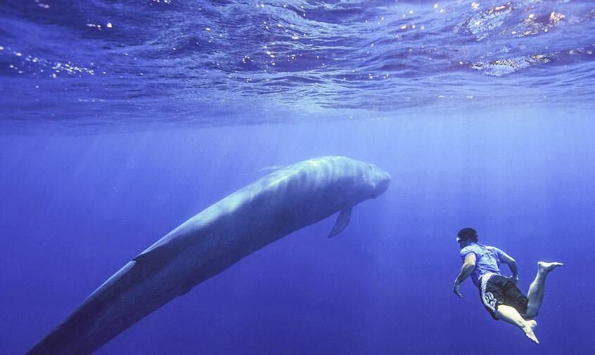 你知道世界上最大的哺乳动物是什么吗（现存体型最大的哺乳动物蓝鲸）