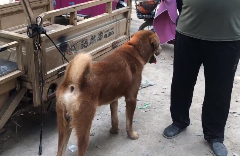 中亚牧羊犬多少钱一只（2000买只中亚牧羊犬值不值）