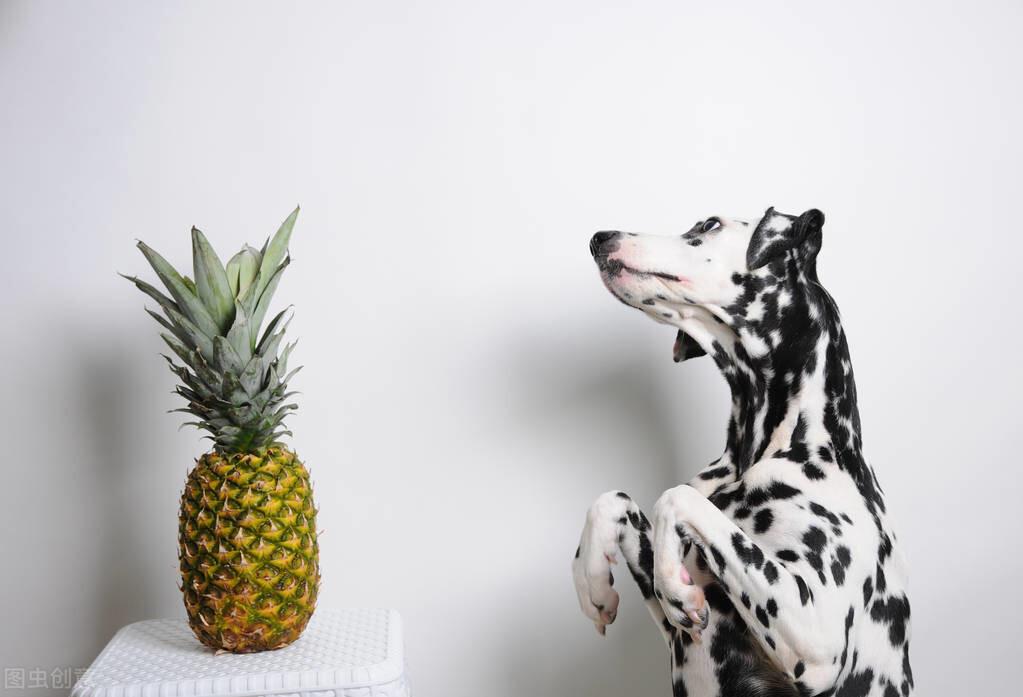 狗狗能吃菠萝吗（喂狗吃菠萝的注意事项）