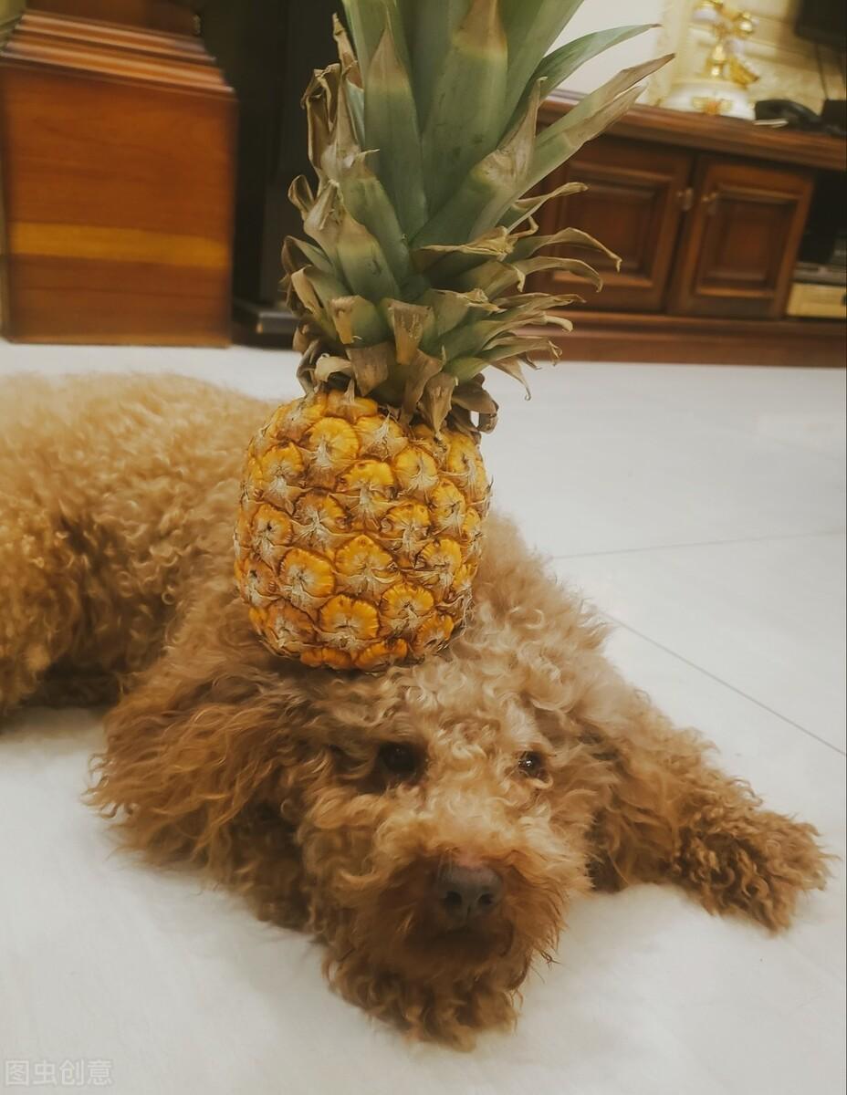 狗狗能吃菠萝吗（喂狗吃菠萝的注意事项）