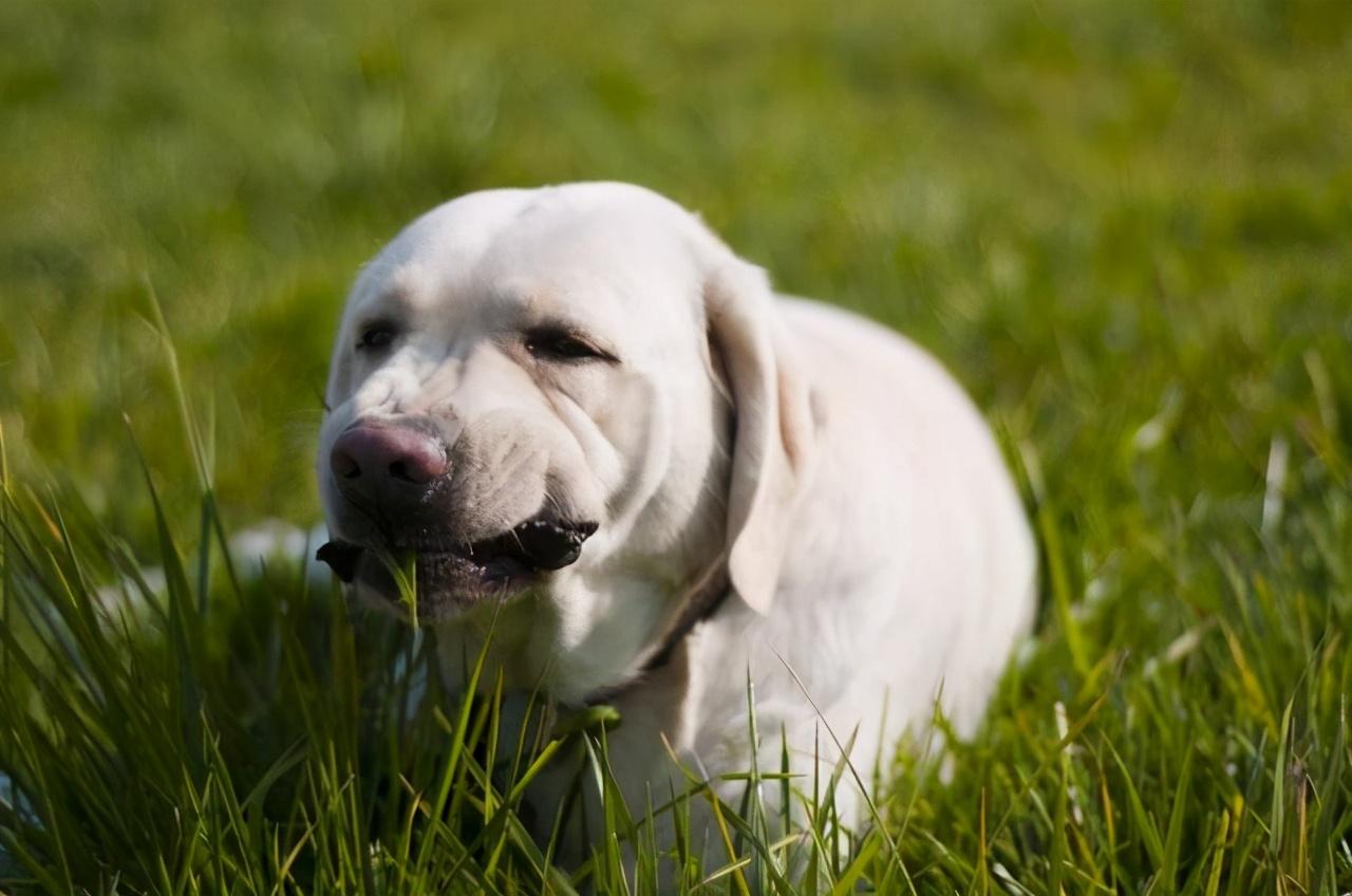 狗狗爱上吃草的四点原因（狗狗吃草是怎么回事）