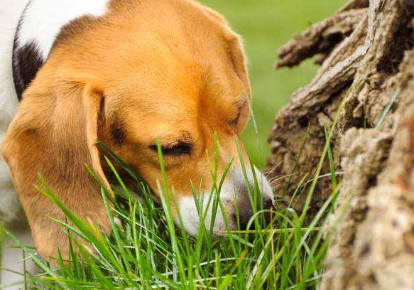 狗狗爱上吃草的四点原因（狗狗吃草是怎么回事）