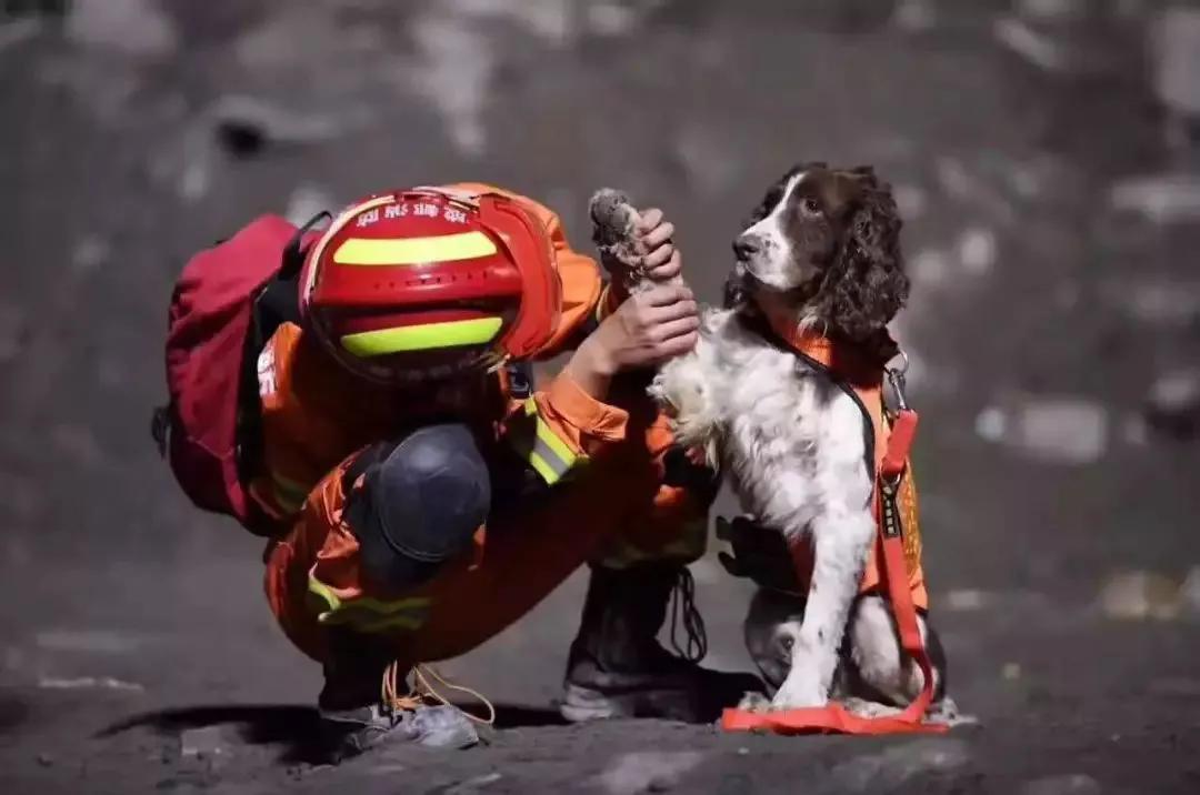 为什么搜救犬全部处死（汶川地震中67只搜救犬全部离世）