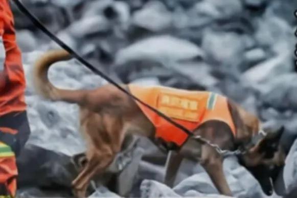 为什么搜救犬全部处死（汶川地震中67只搜救犬全部离世）