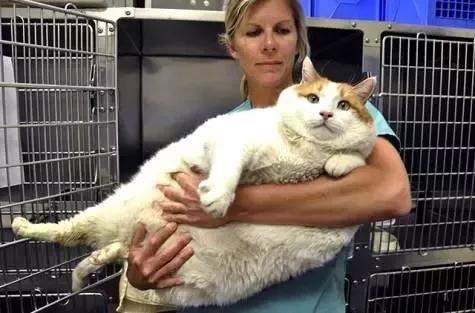 公猫14斤胖么（盘点吉尼斯记录上最胖的肥猫）