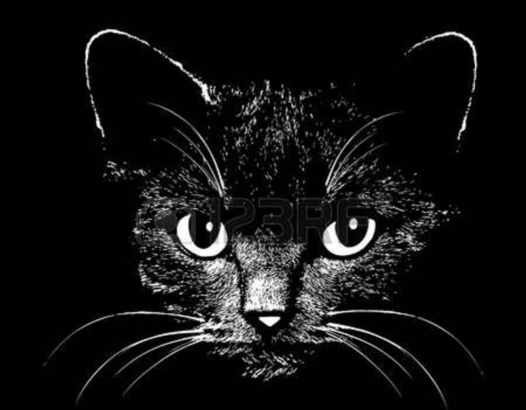 爱伦坡的黑猫适合什么人看（详解爱伦坡的黑猫小说内容）