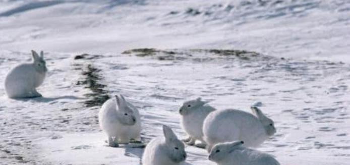 北极兔是雪兔吗（世界上最耐寒的兔子北极兔介绍）