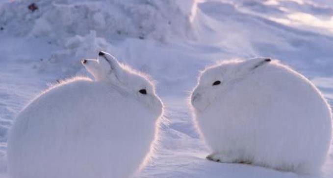 北极兔是雪兔吗（世界上最耐寒的兔子北极兔介绍）