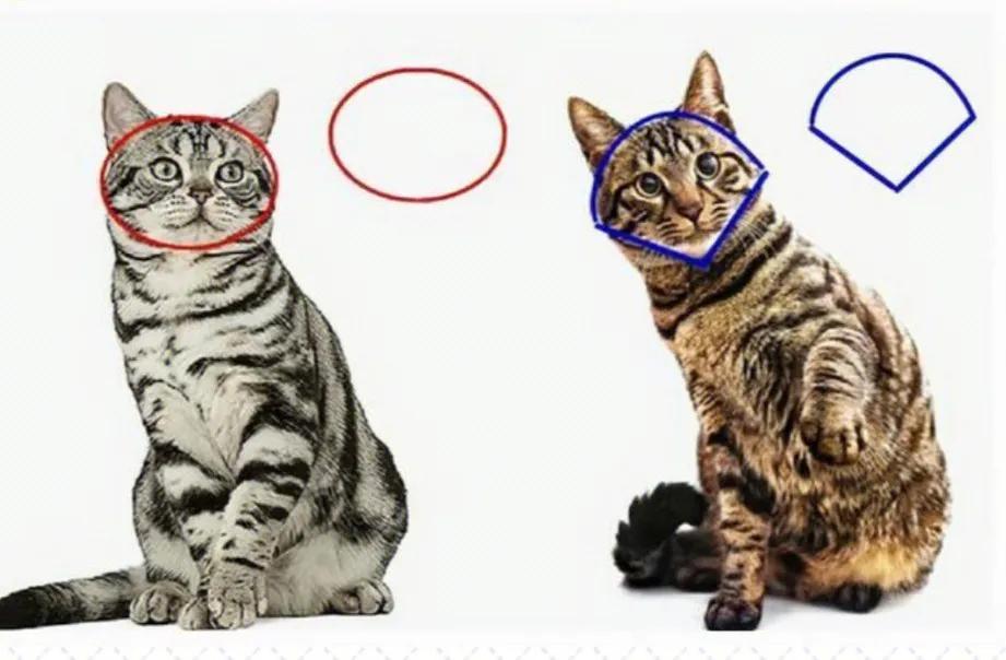 狸猫和猫有什么区别（三秒教你认清狸花猫）
