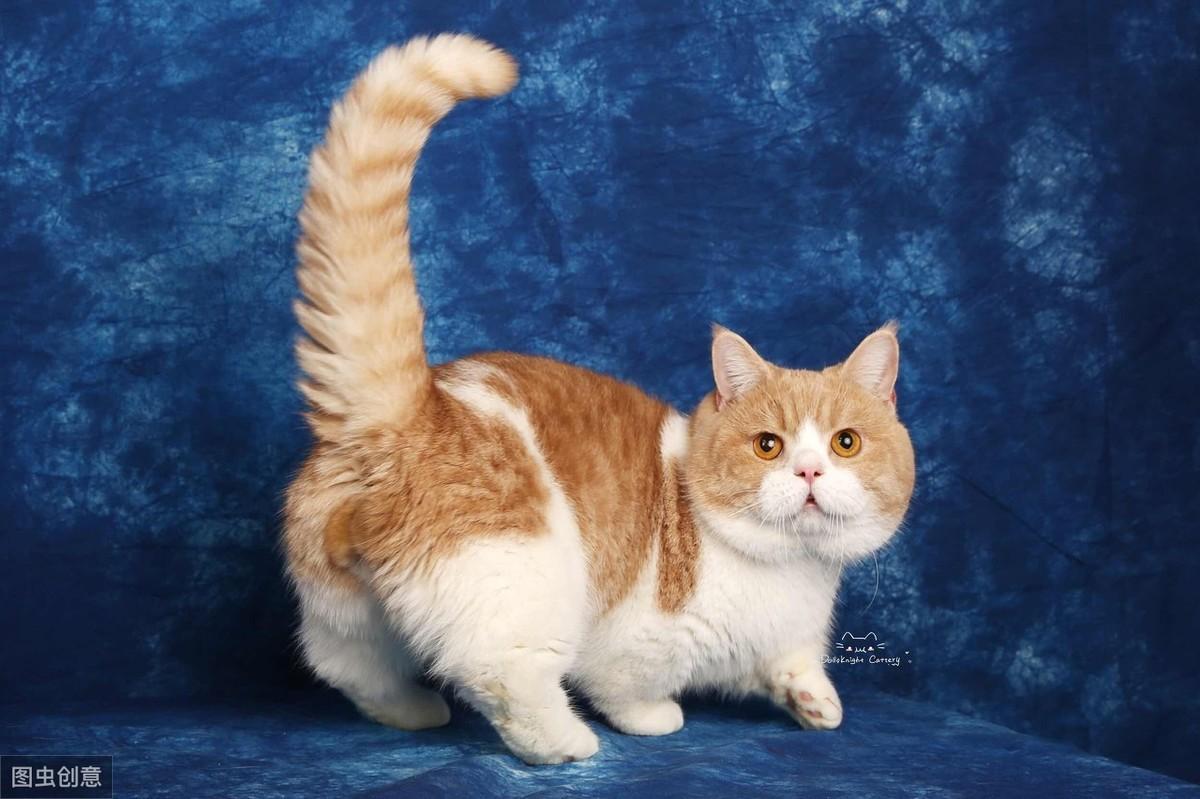 短腿猫是什么品种图片（猫中柯基短腿猫资料介绍）