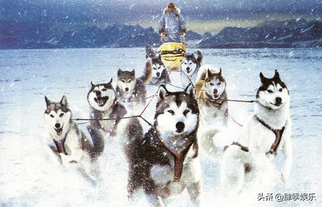 关于雪橇狗狗的电影有哪些（一部关于雪橇犬的电影）