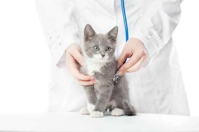 猫咪体检一套下来多少钱（宠物医院猫咪体检项目价格表）