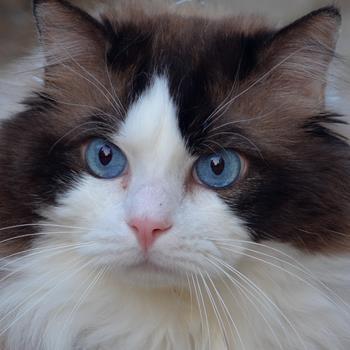 布偶猫多大可以看出眼睛颜色(布偶猫眼睛颜色等级1-8)
