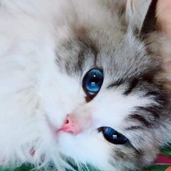布偶猫多大可以看出眼睛颜色(布偶猫眼睛颜色等级1-8)
