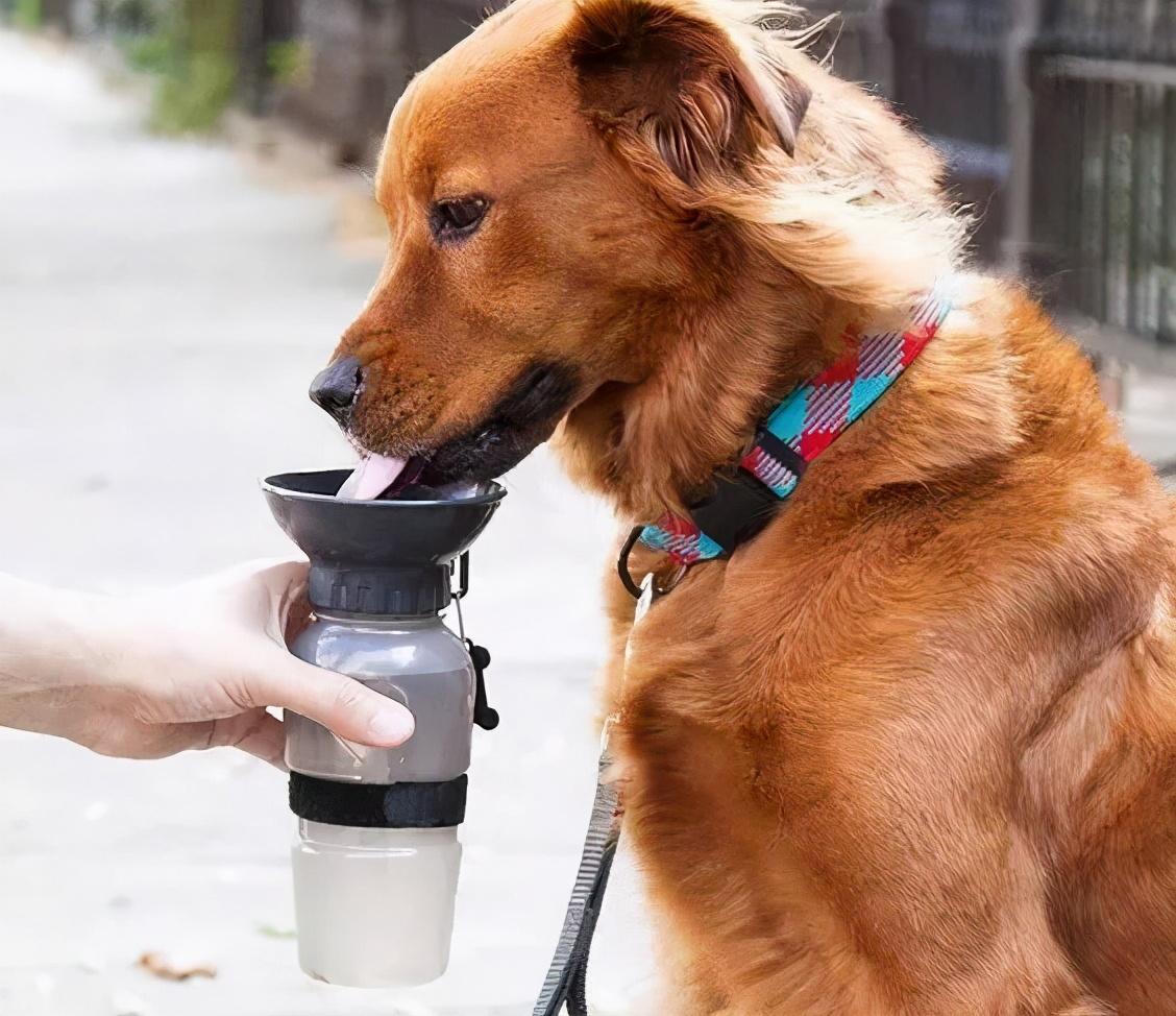 狗喝水什么意思（狗狗大量喝水的五个原因）
