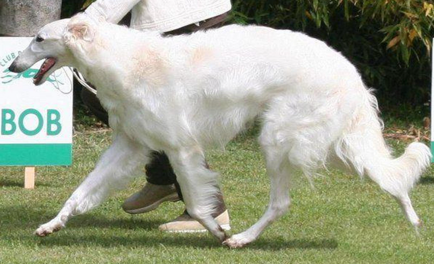 波索尔犬图片（法国波索尔犬资料介绍）