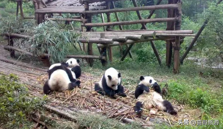 成都熊猫基地有什么好玩的（成都熊猫基地旅游攻略路线）