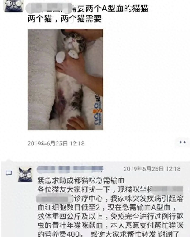 为什么有人抽猫血卖给宠物医院（50ml猫血价格1500元）