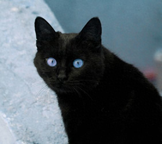 中国的黑猫是什么品种（黑猫资料介绍）