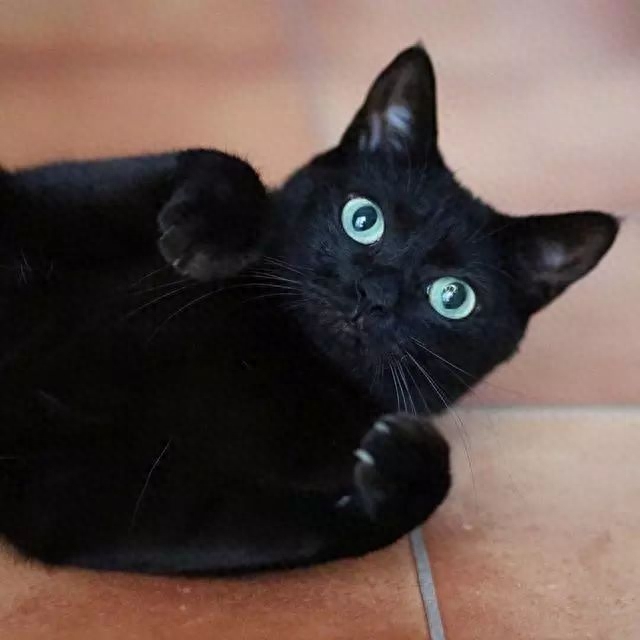 中国的黑猫是什么品种（黑猫资料介绍）