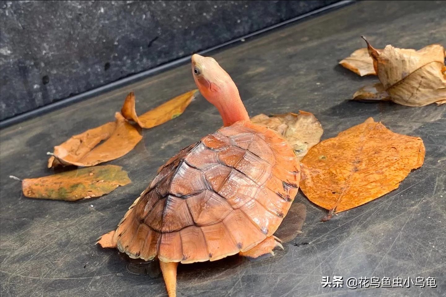 中国可以养什么乌龟品种（国内常见的十八种乌龟）