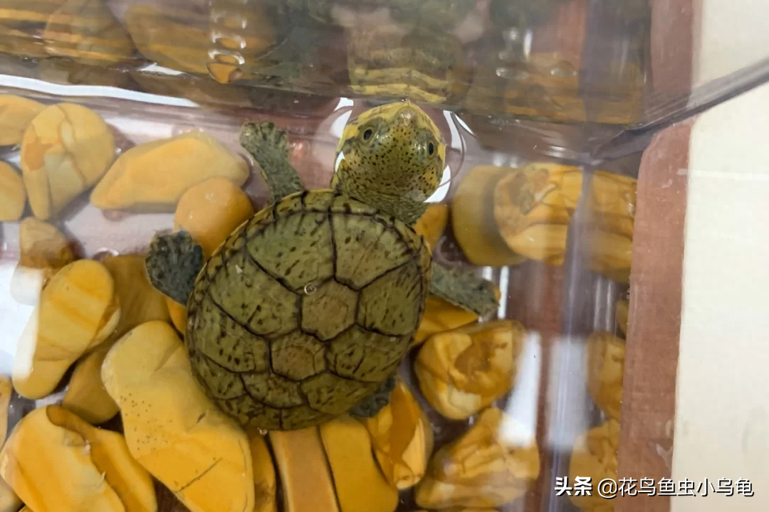 中国可以养什么乌龟品种（国内常见的十八种乌龟）