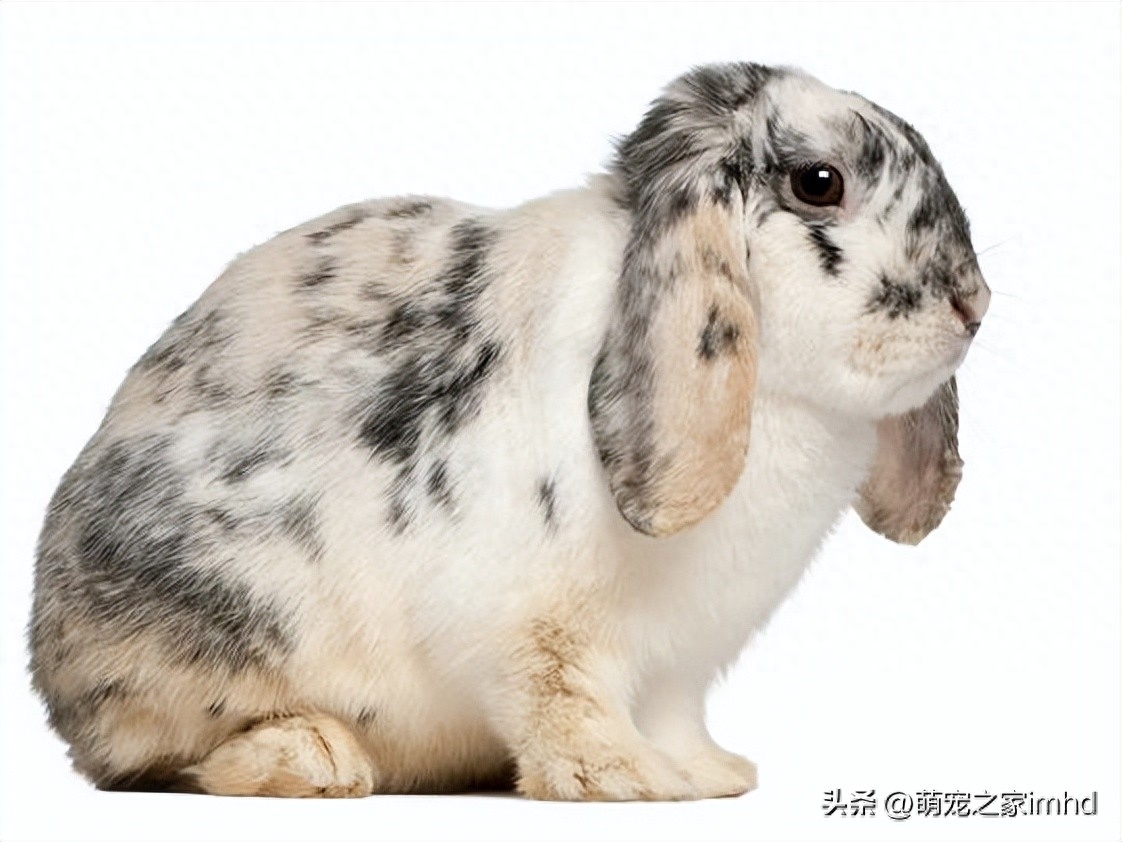 荷兰垂耳兔图片（荷兰垂耳兔的习性特征）