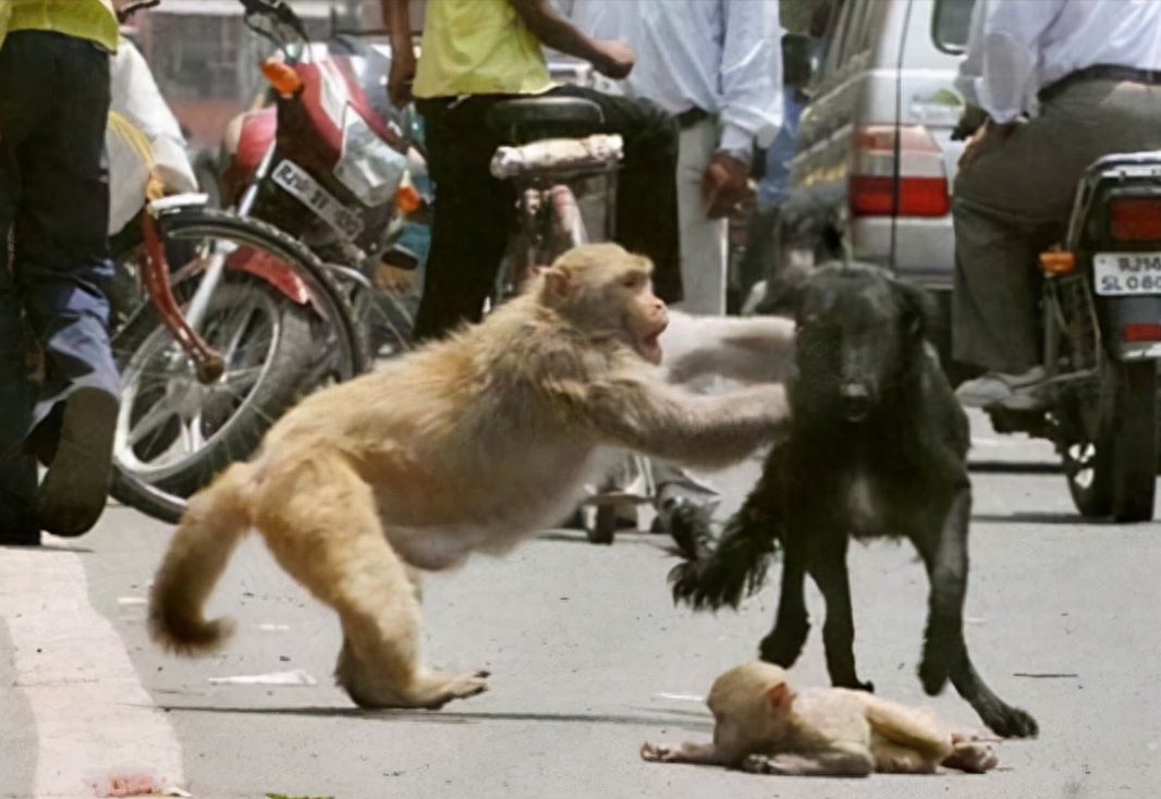 猴子可以当宠物吗（印度猴群摔死250只狗）
