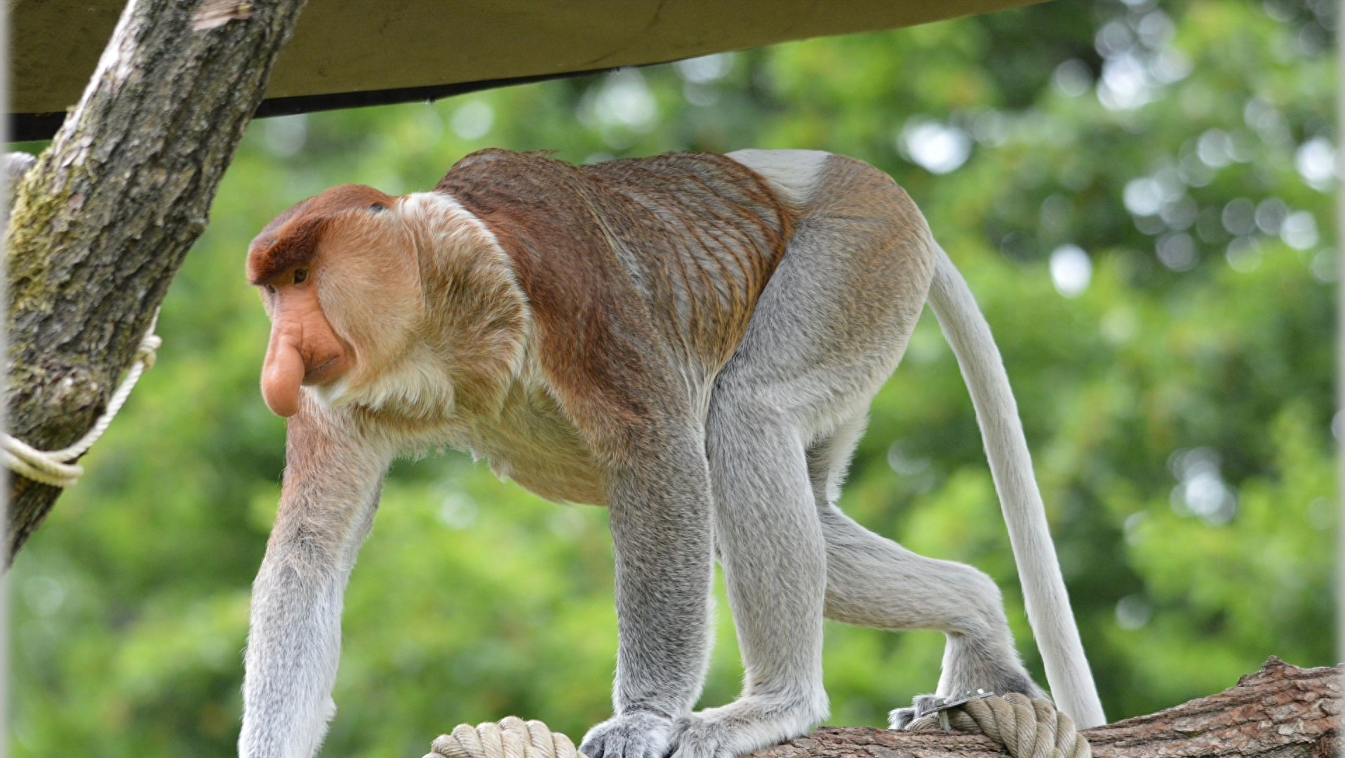 猴子可以当宠物吗（印度猴群摔死250只狗）