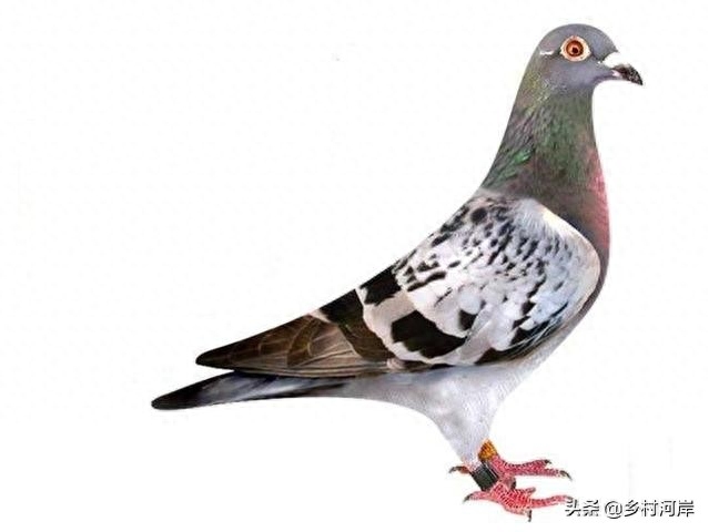 中国赛鸽有哪些品种（国内品种优良的五种信鸽）