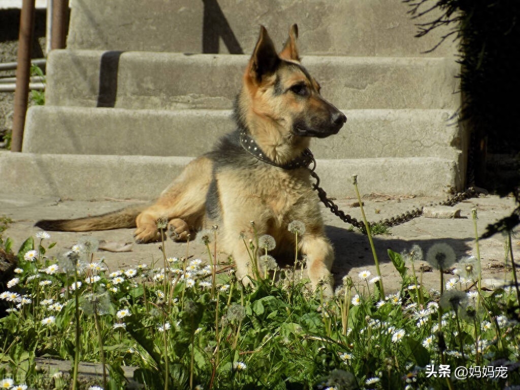赛系德牧幼犬的标准图片（市面赛级德牧价格8000元）