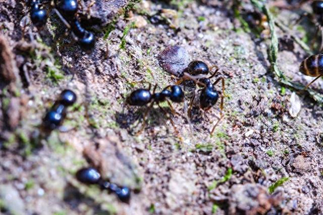 蚂蚁的生活环境是怎样的（分析蚂蚁的生活方式和特点）