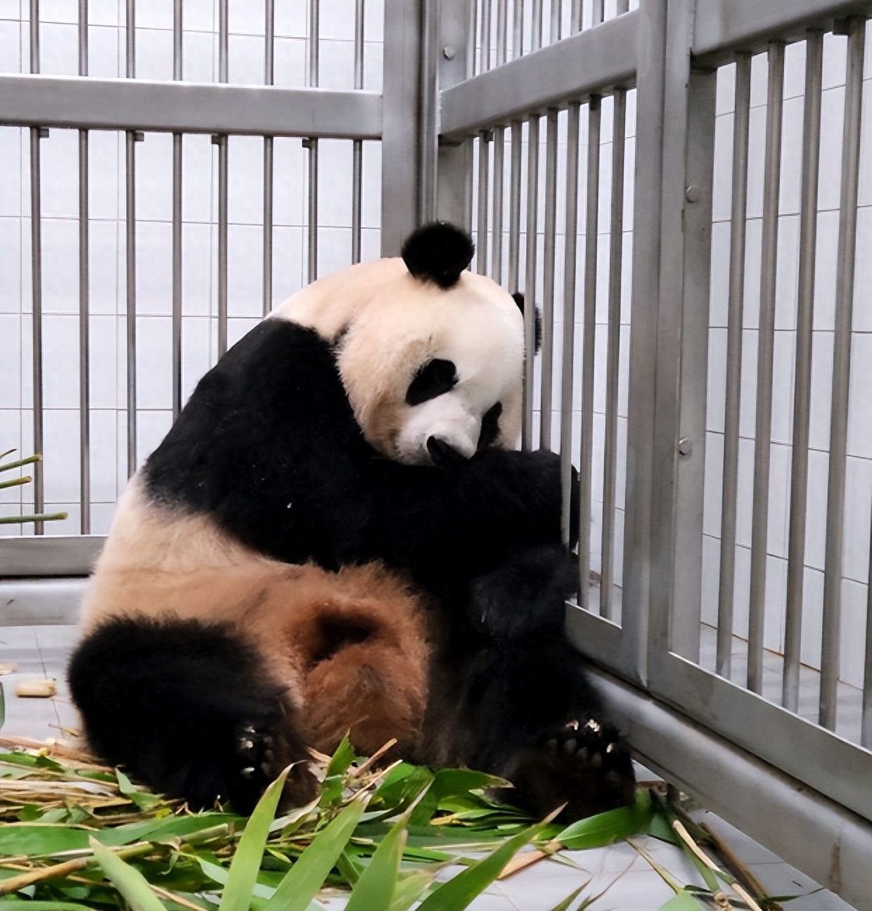 外国会偷偷繁育熊猫吗 （韩国自然繁育双胞胎熊猫幼崽）