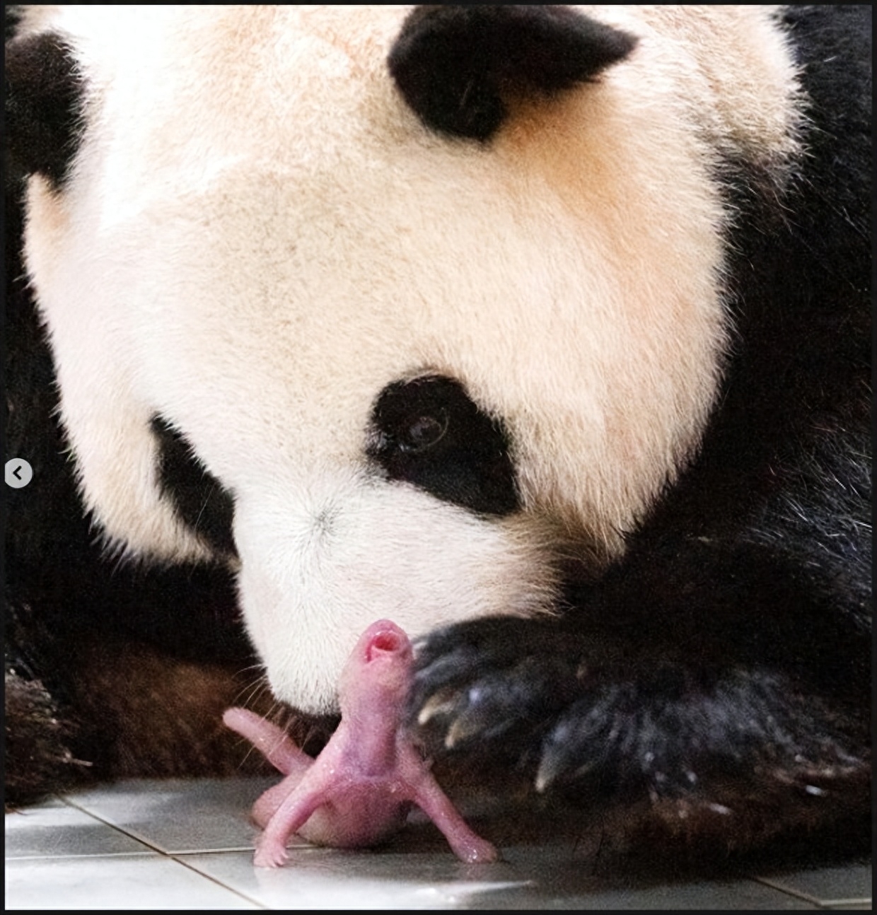 外国会偷偷繁育熊猫吗 （韩国自然繁育双胞胎熊猫幼崽）