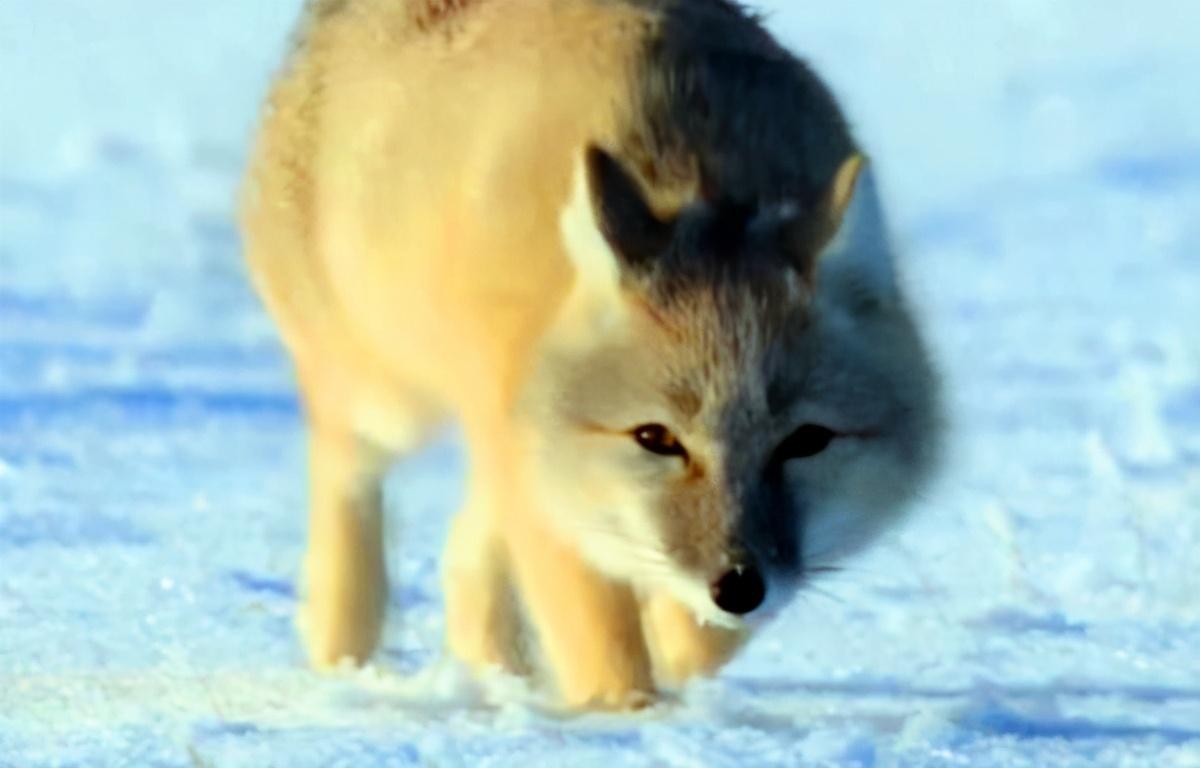 小沙狐在雪地里面挖呀挖呀挖（沙狐最新信息）