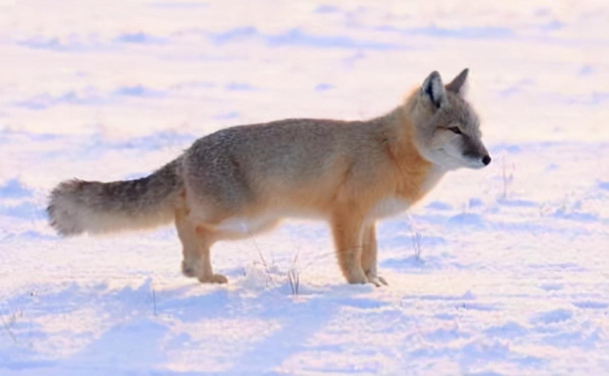 小沙狐在雪地里面挖呀挖呀挖（沙狐最新信息）