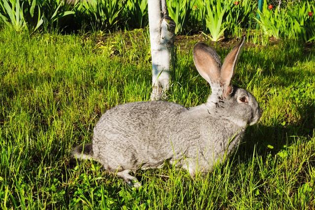 兔的耳朵用来干什么（一文了解兔子耳朵的日常生活作用）