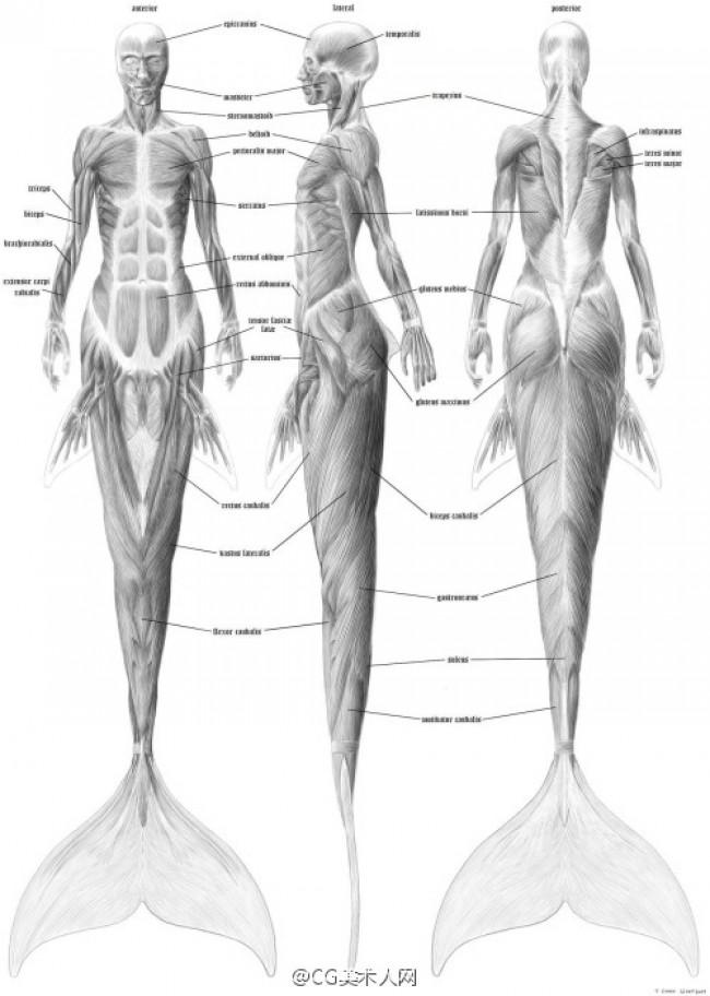 人鱼的性格器官是怎么样的（美人鱼身体解构图）