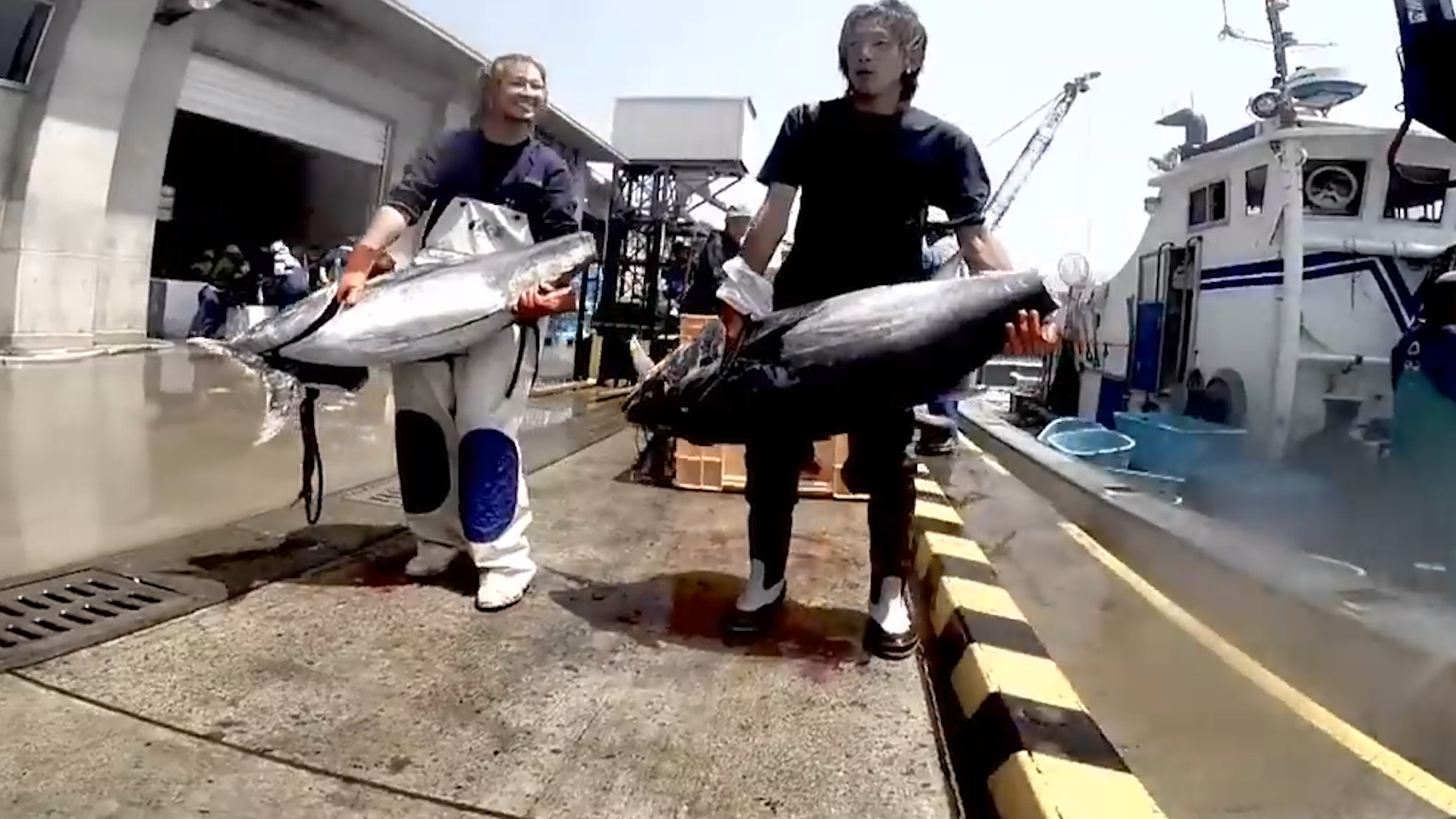 蓝鳍金枪鱼在哪个国家（日本养殖蓝鳍金枪鱼）