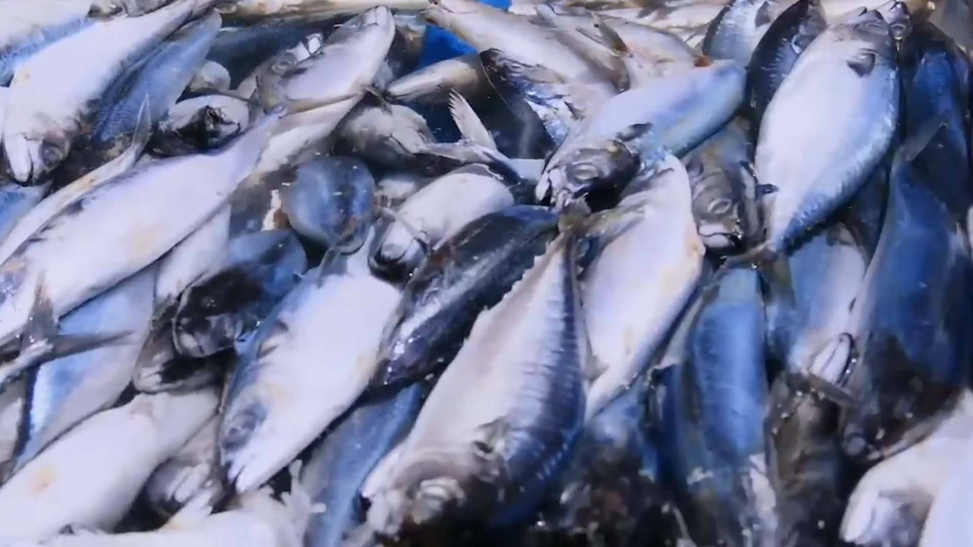 蓝鳍金枪鱼在哪个国家（日本养殖蓝鳍金枪鱼）