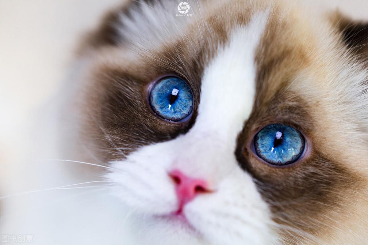 猫咪的眼睛有多少种颜色（五颜六色的异瞳猫咪图片）