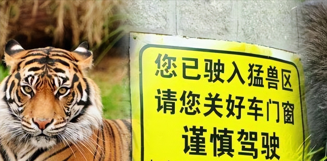 北京动物园老虎咬人怎么处理（八达岭老虎伤人案索赔154万失败）